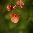 Dascia